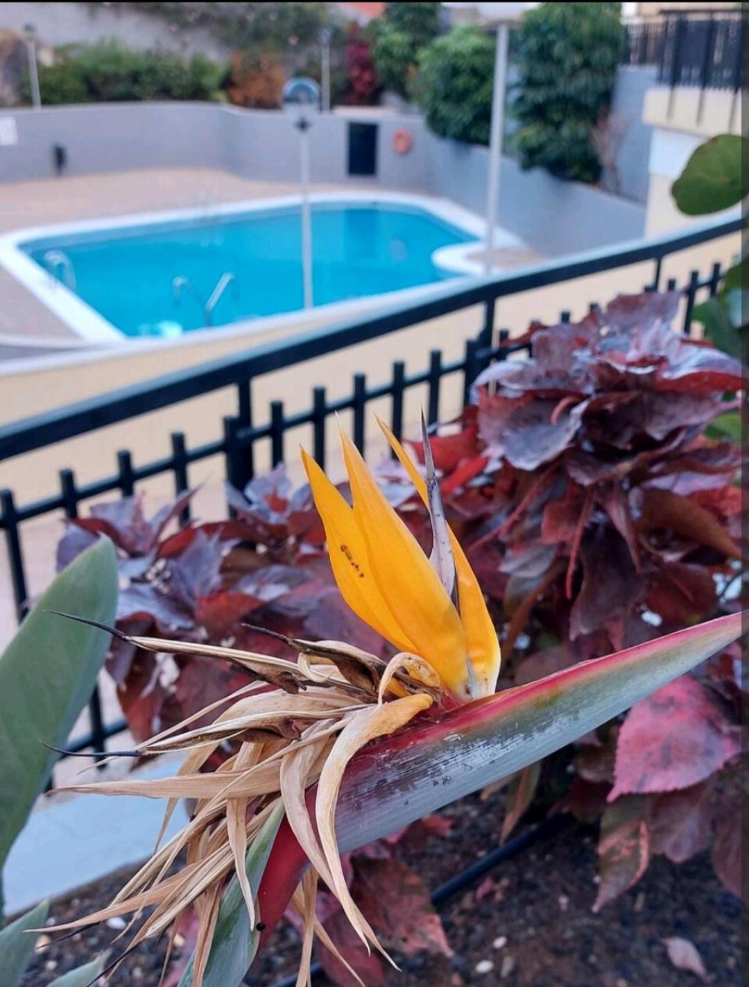 Balcon Atlantida Apartment Candelaria Ngoại thất bức ảnh